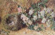 Chaffinch Nest and  May Blossom (mk46) William Henry Hunt,OWS